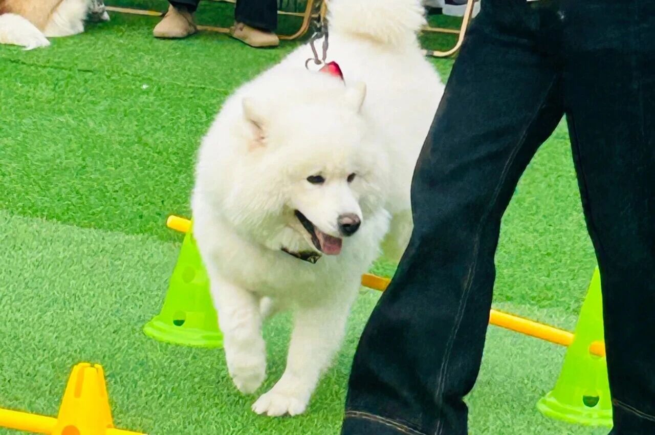 1277�Ǽʵ���(�й���)�ٷ���Ϸ��ַ