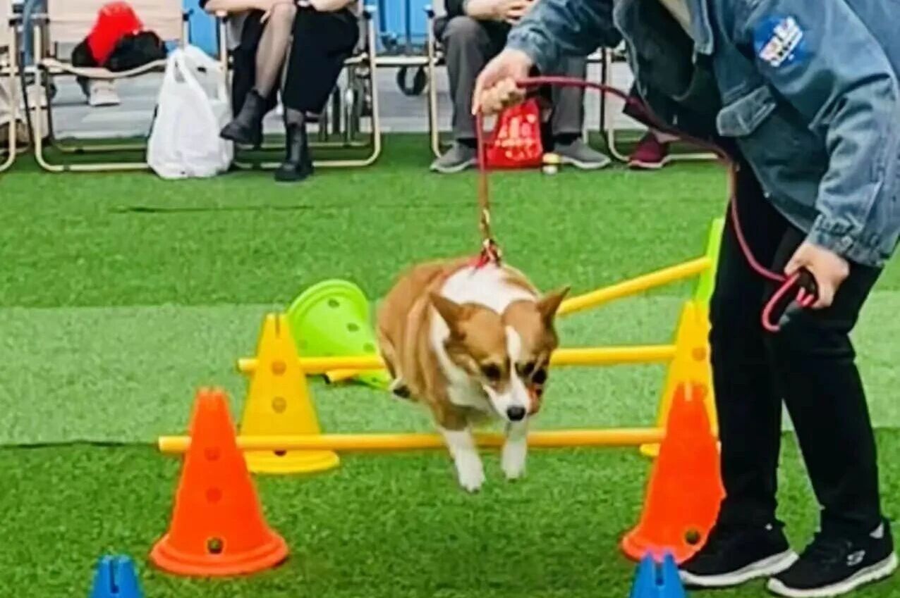 1277�Ǽʵ���(�й���)�ٷ���Ϸ��ַ