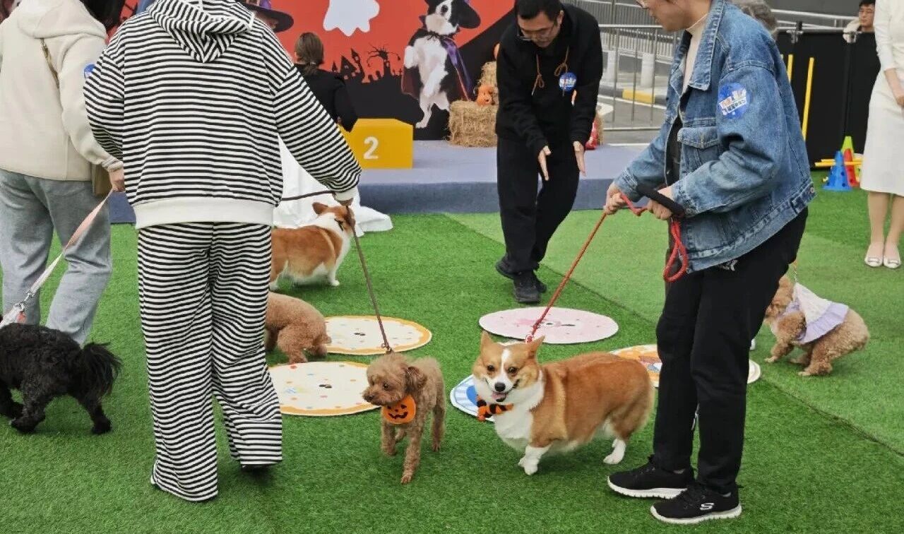 1277�Ǽʵ���(�й���)�ٷ���Ϸ��ַ